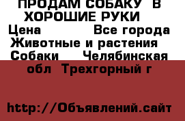 ПРОДАМ СОБАКУ  В ХОРОШИЕ РУКИ  › Цена ­ 4 000 - Все города Животные и растения » Собаки   . Челябинская обл.,Трехгорный г.